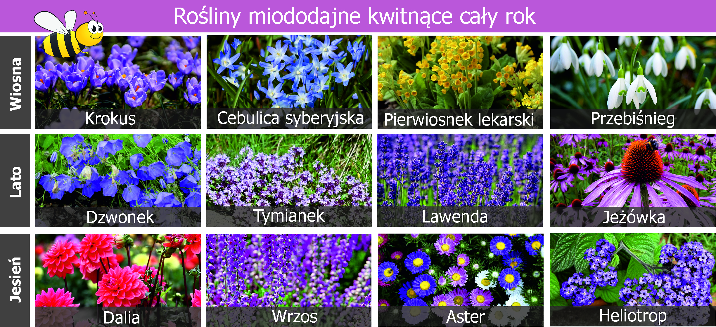 Rośliny miododajne na balkon i do ogrodu